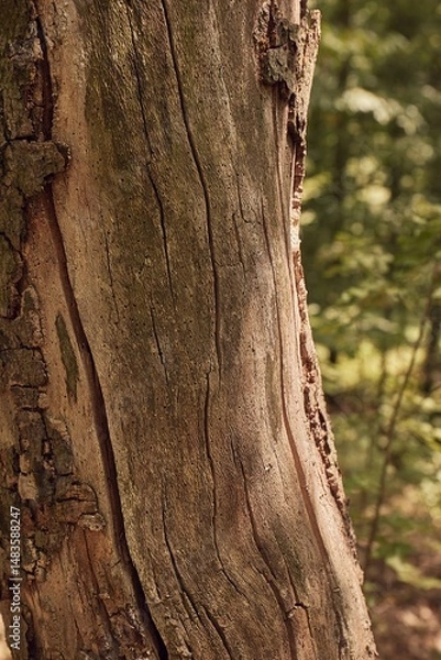 Fototapeta Tree trunk in a forest