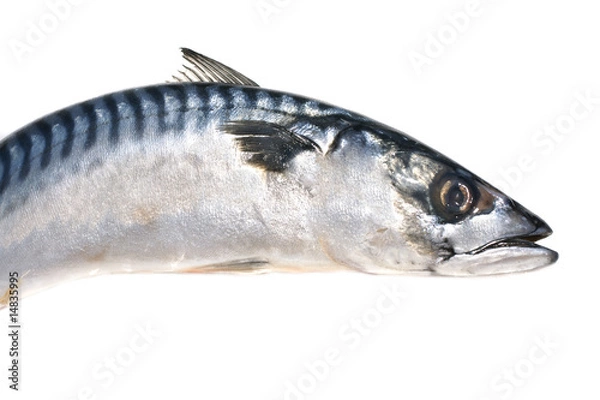 Obraz Fresh mackerel fish