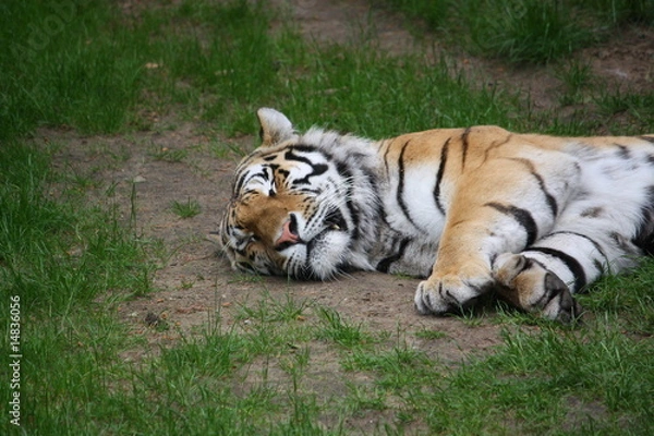 Obraz Tiger schläft