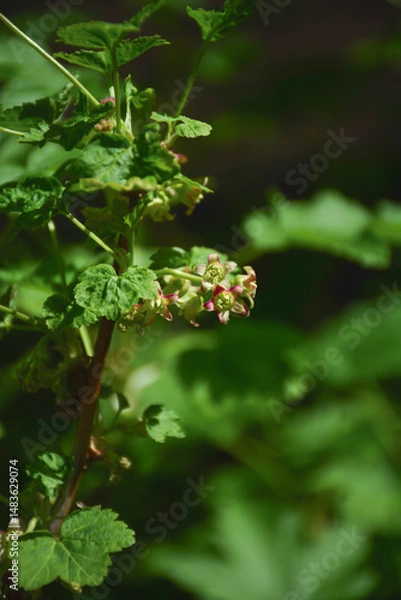 Obraz Close-up of delicate currant blossoms in full bloom. Vibrant picture of currant with lush green leaves. Ideal for websites, blogs, and publications focusing on nature, gardening, or food.