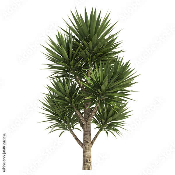 Fototapeta Exotic Indoor Yucca Tree Transparent Background



