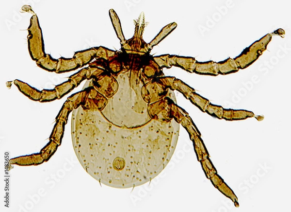 Fototapeta deer tick