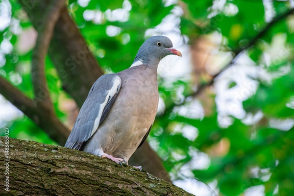 Fototapeta gołąb grzywacz (Columba palumbus) największy gołąb