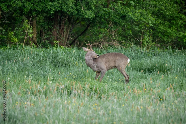 Fototapeta sarna na polanie wśród traw i zarośli
