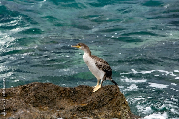 Obraz seagull on the rocks