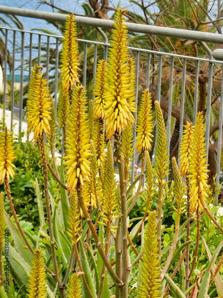 Fototapeta Close up of an Aloe Vera plant and vibrant yellow flowers
