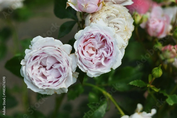 Fototapeta Close-up of full blooming light lush pink roses against blurred green leaves. Beautiful summer flowers bloom in city park.