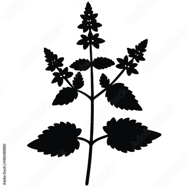 Fototapeta blooming catnip isolated on white background