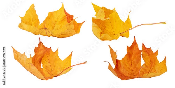 Fototapeta Isolated leaves. Collection of multicolored fallen autumn leaves isolated on white background