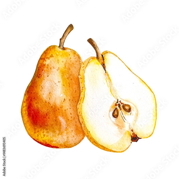 Fototapeta Two watercolor pears clipart food illustration whole and sliced fruit hand drawn