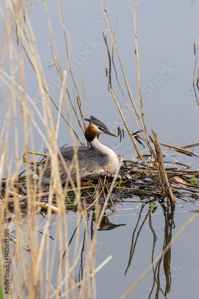 Fototapeta Portrait of Great crested grebe (podiceps cristatus) on his nest with a bedding of aquatic plants