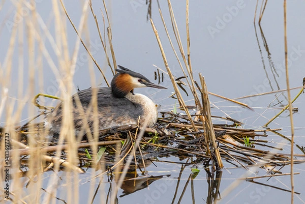 Fototapeta Portrait of Great crested grebe (podiceps cristatus) on his nest with a bedding of aquatic plants