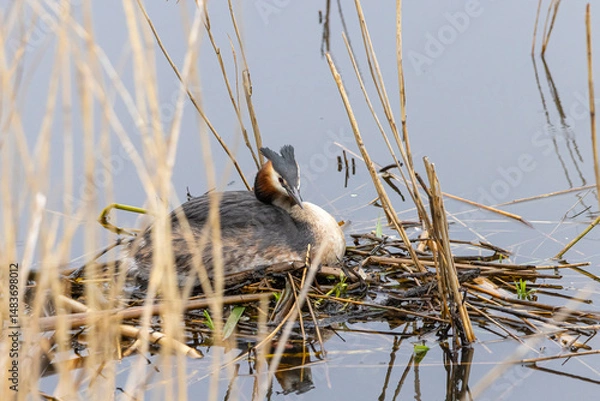 Fototapeta Portrait of Great crested grebe (podiceps cristatus) on his nest with a bedding of aquatic plants