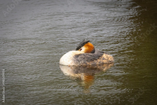 Fototapeta Portrait of Great crested grebe (podiceps cristatus) sleeping and reflected in the water