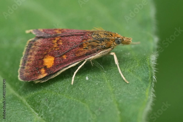 Fototapeta Closeup on the small but colorful European minth moth, Pyrausta aurata