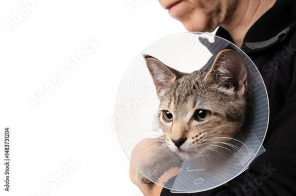 Fototapeta Cat with cone held by owner. Kitty cat wearing e-collar to prevent licking, chewing or scratching wounds. Pet recovery and post surgery spay healing. 5 months old female tabby cat. Selective focus.