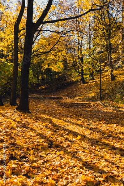 Fototapeta Colorful falling autumn leaves. View through the autumn foliage in park forest. Golden tree leaves. Beautiful tree with yellow leaves in autumn forest. Path littered with autumn leaves. Nature fall