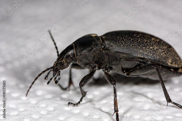 Fototapeta Macro of a female stag beetle, Lucanus cervus, side view