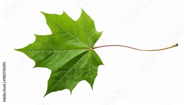 Obraz isolated green maple leaf