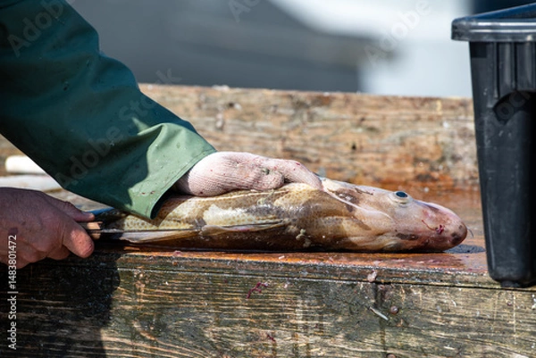 Fototapeta Fresh white fish and codfish are filleted and cleaned on a table outside. The fisherman prepares the fresh fish for the market. The whole cod fish with its head on is being cut down the back. 