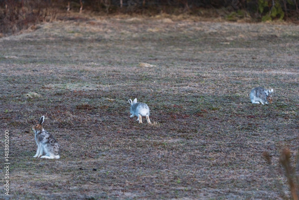 Obraz Hare (Lepus timidus)