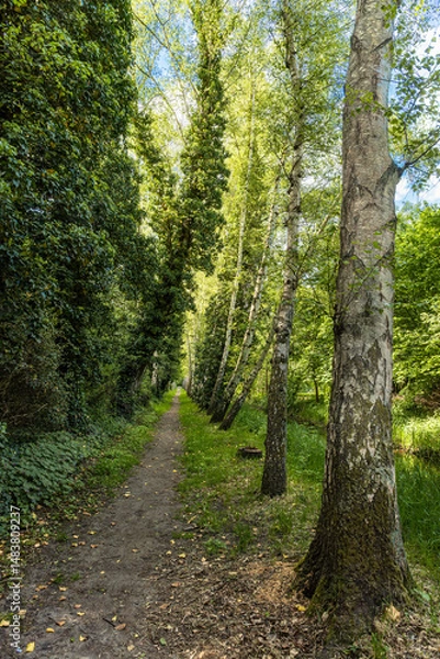 Fototapeta A narrow path between birch trees and fresh spring green