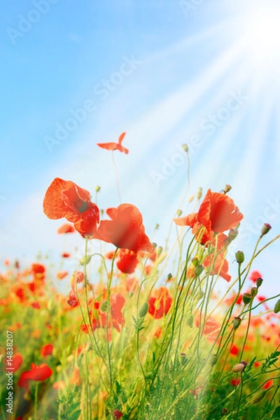 Obraz Poppy field background