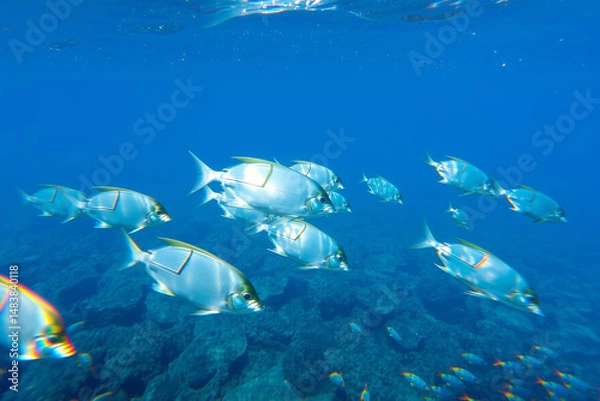 Obraz Vibrant School of Tropical Fish Swimming in Crystal Clear Ocean Waters