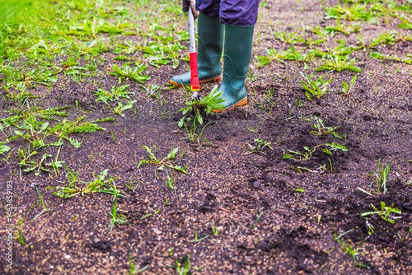 Fototapeta Person in rubber boots using weed remover tool to pull dandelions from soil during lawn restoration in garden. Sweden.