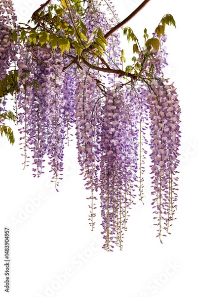 Fototapeta Wisteria flowering branch with hanging colorful flowers isolated. Graphic element