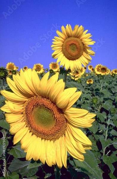 Obraz A sunflower crop in the north of Western Australia.