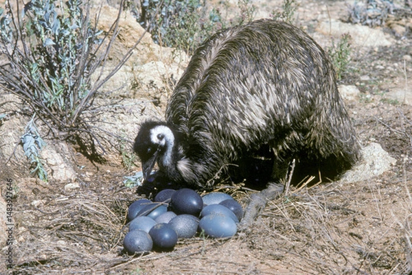 Obraz Male emus sitting on a clutch of eggs in outback New South Wales, Australia.