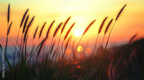 Obraz wheat field at sunset
