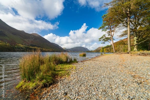 Fototapeta Lone tree at the shore of Buttermere Lake. Lake District. UK