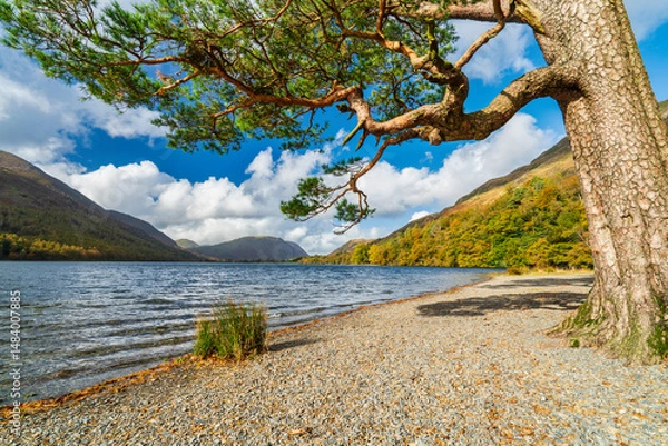 Fototapeta Lone tree at the shore of Buttermere Lake. Lake District. UK