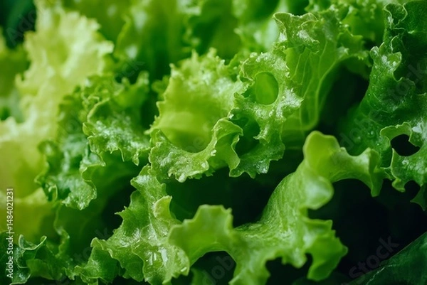 Fototapeta A close up shot of fresh green lettuce leaves with intricate details and vibrant color in a heap