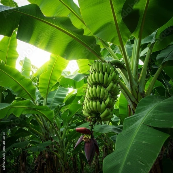 Fototapeta Green Bananas on a Lush Banana Tree