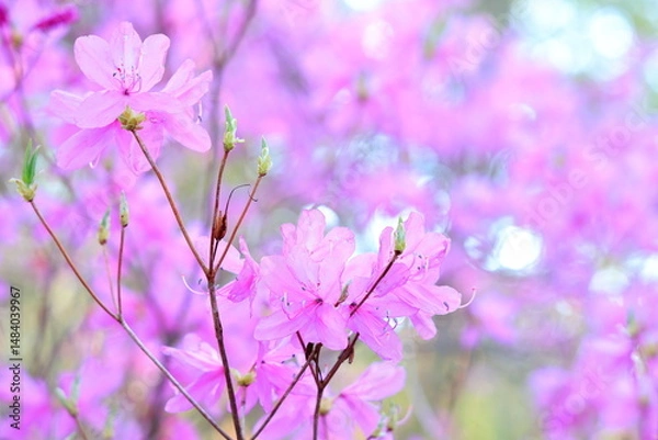 Fototapeta 道の駅なるさわのミツバツツジ