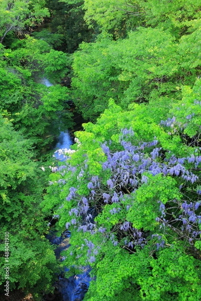 Fototapeta 葛野川に咲く野藤