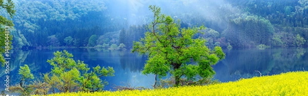 Fototapeta 北竜湖の水没林と菜の花（パノラマ）