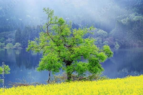 Fototapeta 北竜湖の水没林と菜の花