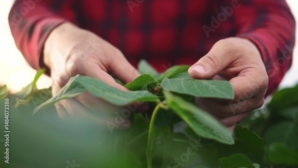Fototapeta A farmer touches soybean leaves with his hands in a field. Agronomist farm agriculture concept. Farmer inspecting work a field of soybeans. Farmer work of lifestyle soybeans with hands pouring.