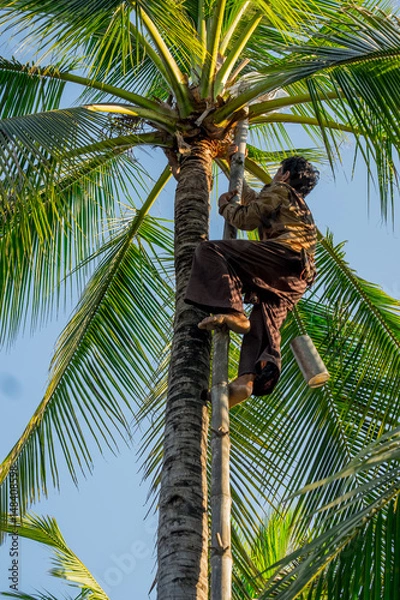 Fototapeta The man way of life of gardeners made of coconut sugar. in the evening day