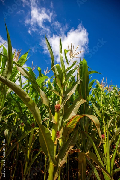 Obraz Wide view of Corn field on a sunny day