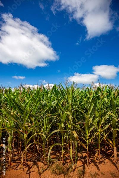 Obraz Wide view of Corn field on a sunny day