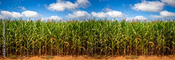 Obraz Wide view of Corn field on a sunny day