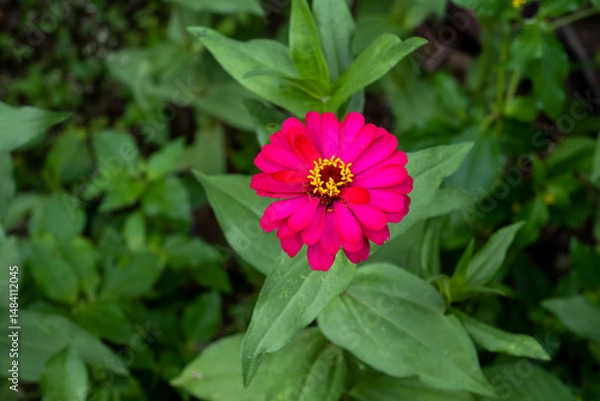 Fototapeta Close-up of a vivid fuchsia zinnia flower with bright yellow center, captured from top view against a lush green leafy background in natural daylight, symbolizing fresh garden life.