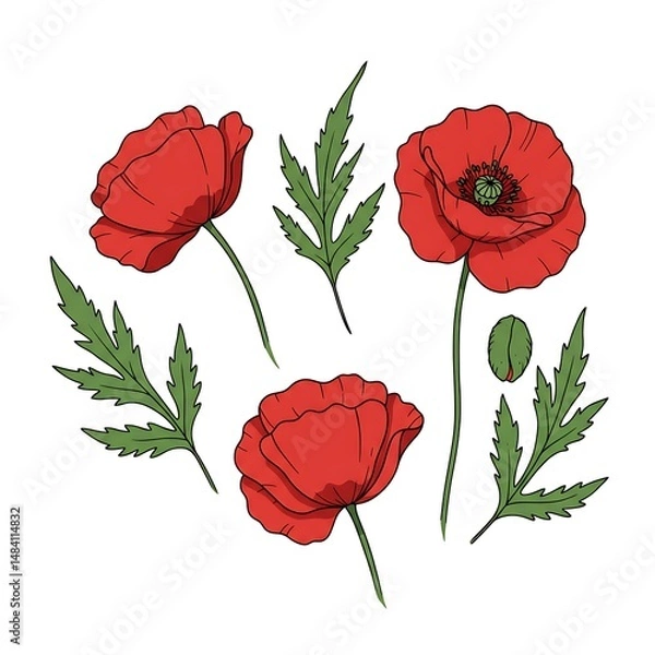 Fototapeta Crimson Poppies: Line Art Botanical Illustration