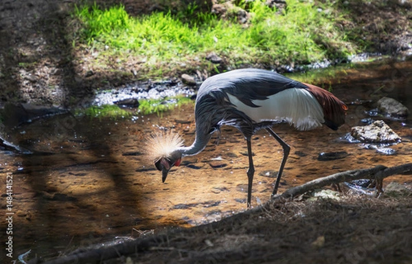 Obraz A gray crowned crane stands beside a pond surrounded by lush greenery in a tranquil outdoor