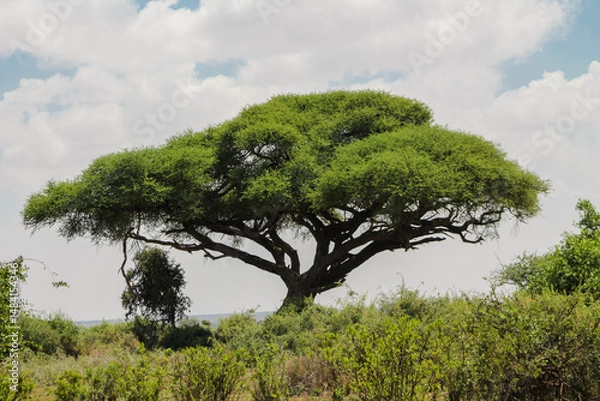 Fototapeta Trees and cactus landscape in Africa savannah bush in the desert. Vachellia tree in savannah african desert landscape, acacia trees. African typical landscape at safari game ranch in Kenya, Tanzania